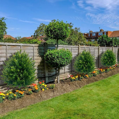 CedarGreen